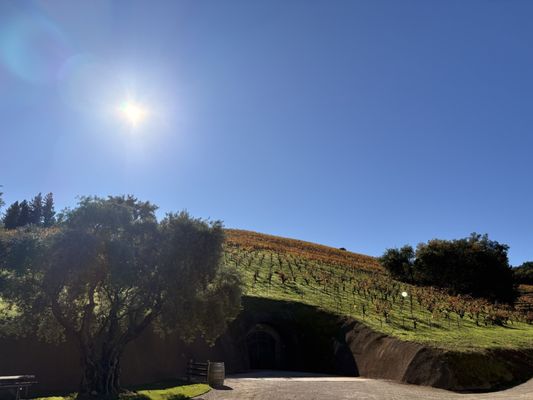 Bella Vineyards & Wine Caves by null