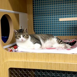 Can Petco Groom Cats: Expert Care for Your Feline Friend