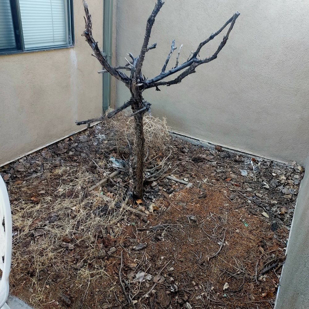 Diaz Landscaping Management - Before - Landscaping Near Me - Bernalillo, New Mexico