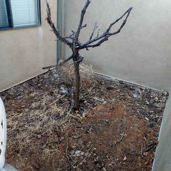 Diaz Landscaping Management - Before - A leafless, twisted tree stands in a dirt patch surrounded by beige stucco walls, with some dried grass and scattered debris on the ground. - Landscaping Near Me - Bernalillo, New Mexico