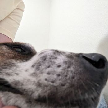 Preppy Pet West Houston - Unmistakable bump on her muzzle - Pet Groomers Near Me - Houston, Texas