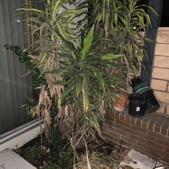 Juan Landscaping - a potted plant in front of a house - Landscaping Near Me