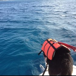International K9 Search and Rescue Services - SAR dog willow alerting to human remains 1 mile off shore Grand cayman islands victim 800 feet deep (confirmed by a drone).