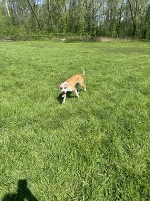Confederate Ridge Animal Hospital