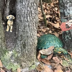 Cedar Creek Resort - Things on the trail to the creek