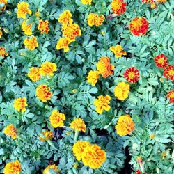 Clegg's Nursery -Donmoor