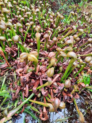 Darlingtonia State Natural Site by null