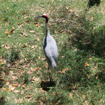 Virginia Zoo - One of the unusual creatures our family gladly discovered today... - Zoos Near Me - Norfolk, Virginia Virginia Zoo - One of the unusual creatures our family gladly discovered today... - Zoos Near Me - Norfolk, Virginia