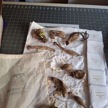 Hidden Well Gardens - All the tubers I received look healthy and sprouted. - Nurseries & Gardening Near Me - Tacoma, Washington