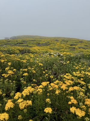 Garrapata State Park by null
