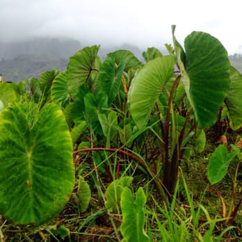 Mahuahua 'Ai o Hoi - Kalo...Taro. Aloha - Farms Near Me - Kaneohe, Hawaii Mahuahua 'Ai o Hoi - Kalo...Taro. Aloha - Farms Near Me - Kaneohe, Hawaii