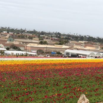 The Flower Fields - Venues & Event Spaces Near Me - Carlsbad, California The Flower Fields - Venues & Event Spaces Near Me - Carlsbad, California