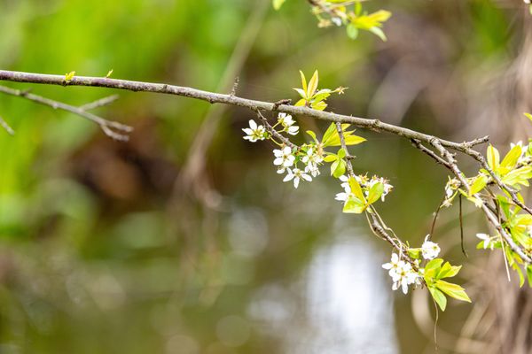 Laguna de Santa Rosa Trail by null