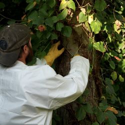 Annisquam Landcare - Poison Ivy Removal