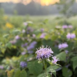 Sharon Woods Metro Park - Wild Bergamot