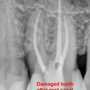 Julie C. LaMar, DDS