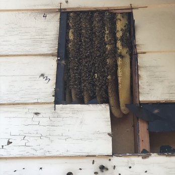 Bee Removal - The Hive - Pest Control Near Me Bee Removal - The Hive - Pest Control Near Me