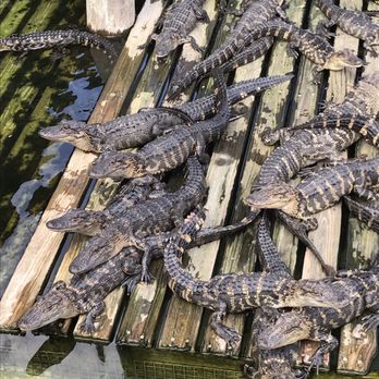 Gatorland - Baby alligator - Zoos Near Me - Orlando, Florida Gatorland - Baby alligator - Zoos Near Me - Orlando, Florida