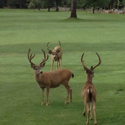 Lake Almanor Country Club