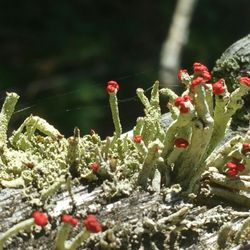 South Kitsap Regional Park - Micro cactus-fungi.