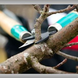 Battalion Tree Service
