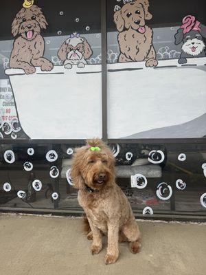 Puppy Luv Dog Grooming Salon