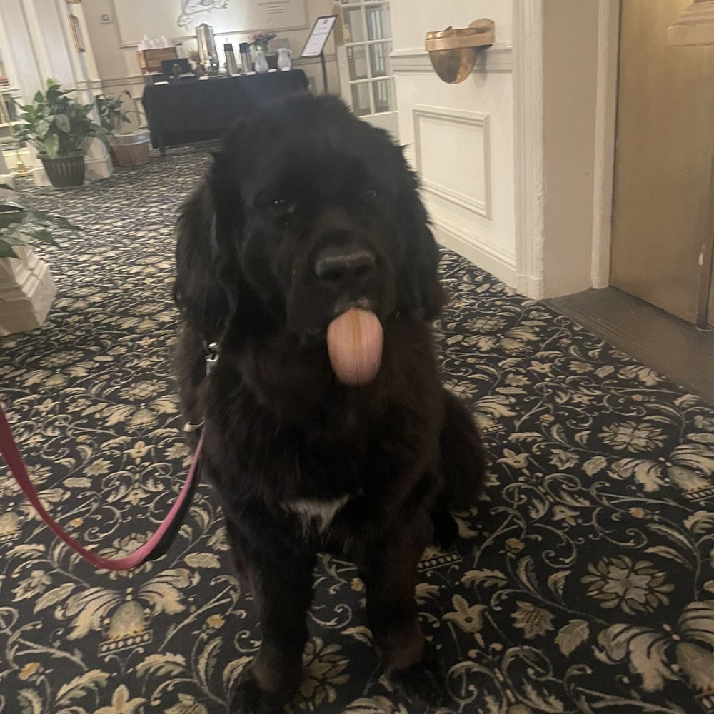Hawthorne Hotel - The beautiful Newfoundland dog who refused to go into the elevator and go up the stairs, hmmm I wonder why! - Hotels Near Me - Salem, Massachusetts