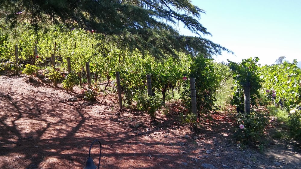 ST CLEMENT VINEYARDS CLOSED 94 Photos & 120 Reviews St. Helena