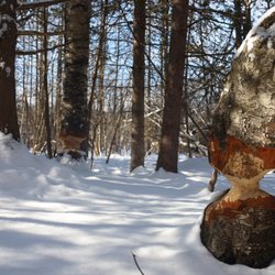 Old Quarry Trail