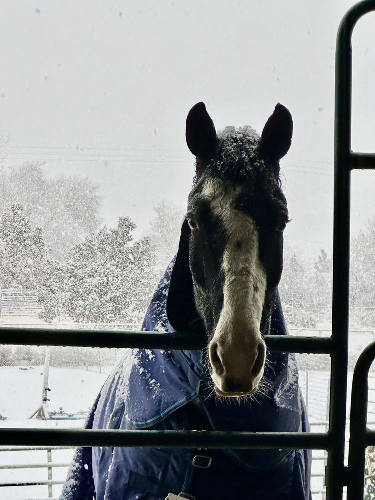 AJA Equine - equestrian in Sparks, NV