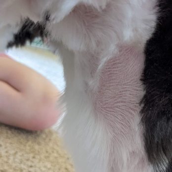 Nails 2 Tails - July 2022 groom for puppy cut , had mats but cut was horrible. Owner agreed to recut to even out but still bad - Pet Groomers Near Me - Highland Village, Texas Nails 2 Tails - July 2022 groom for puppy cut , had mats but cut was horrible. Owner agreed to recut to even out but still bad - Pet Groomers Near Me - Highland Village, Texas