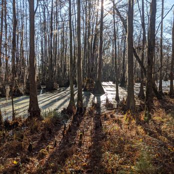 Merchants Mill Pond State Park - Light through the trees - Parks Near Me - Gatesville, North Carolina Merchants Mill Pond State Park - Light through the trees - Parks Near Me - Gatesville, North Carolina