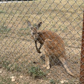 Arbuckle Wilderness - Poor baby looks so malnourished and has mass amounts of hair loss - Zoos Near Me - Davis, Oklahoma Arbuckle Wilderness - Poor baby looks so malnourished and has mass amounts of hair loss - Zoos Near Me - Davis, Oklahoma