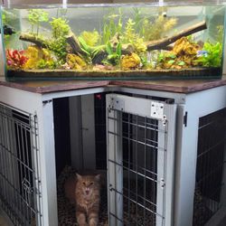 Elite Menagerie Habitats - My 20 gallon long planted freshwater tank stocked solely by Elite Menagerie Habitats