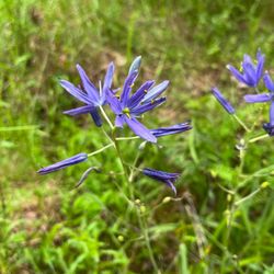 Cooper Mountain Nature Park