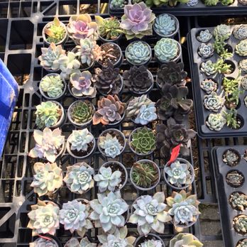 nVi Garden - Nurseries & Gardening Near Me - Toronto, Ontario nVi Garden - Nurseries & Gardening Near Me - Toronto, Ontario