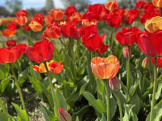 Veldheer Tulip Gardens by null
