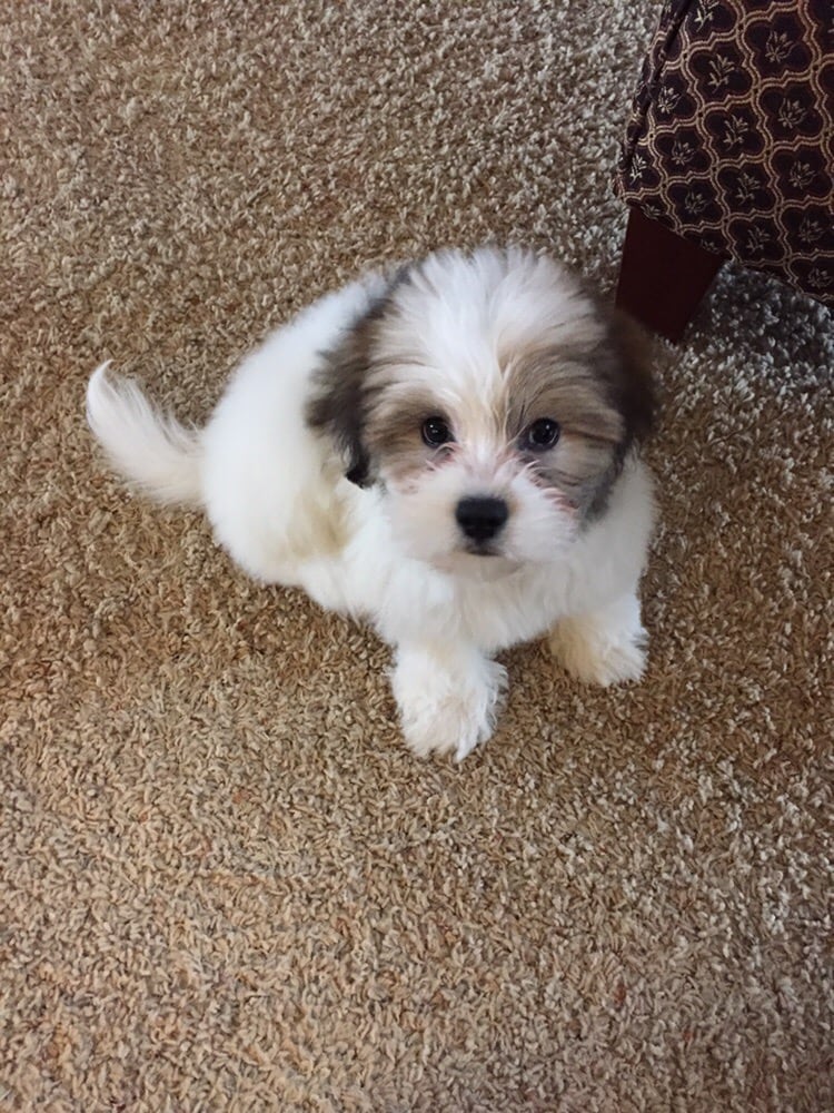 The Paw Spa Pet Resort - pet boarding facility in Omaha, NE