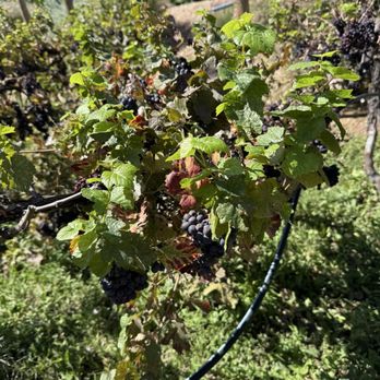 Gruet Winery - Wineries Near Me - Albuquerque, New Mexico