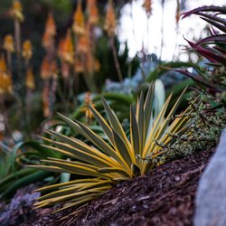 Garden Rhythms - Yucca Bright Star with Aloes blooming in the distance