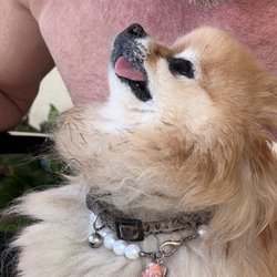 Ocean Soul - Lulu loves her new scallop charm!