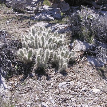Turtlehead Peak - It's surprising the number of cactus that grow well at these higher elevations. - Hiking Near Me - Las Vegas, Nevada