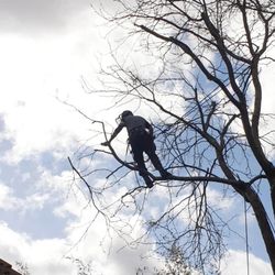 Woodland Garden Services