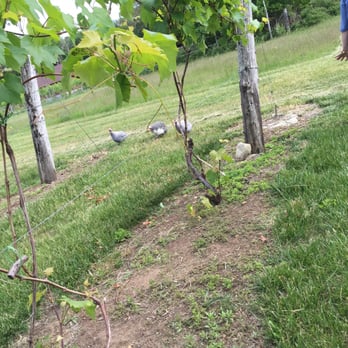 Verde Vineyards - Wineries Near Me - Johnston, Rhode Island
