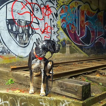 Sequalitchew Creek Trail - Old train tracks and graffiti - Hiking Near Me - Dupont, Washington