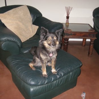 Northwest Veterinary Hospital - as you can see, my dog is awesome. NW Vet Hospital helps with that. - Veterinarians Near Me - Austin, Texas Northwest Veterinary Hospital - as you can see, my dog is awesome. NW Vet Hospital helps with that. - Veterinarians Near Me - Austin, Texas