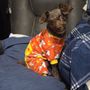 Waterford Lakes Animal Hospital