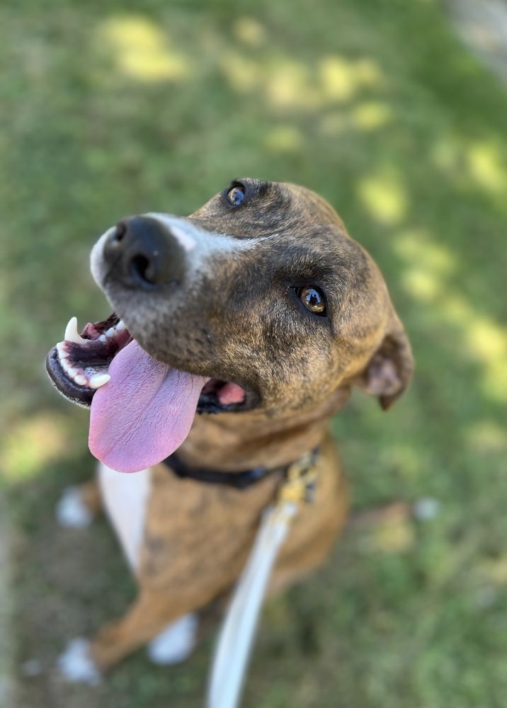 Diana's Pet Care Services - pet boarding facility in San Diego, CA