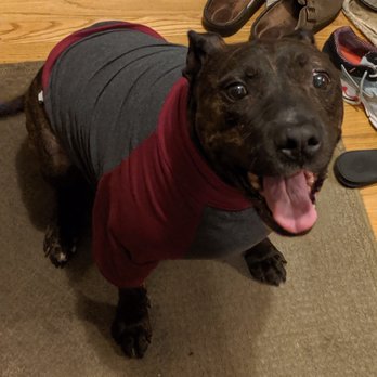 River Forest Animal Hospital - Put a shirt on the dog while he recovered from surgery so he didn't scratch the stitches. Turns out he loves shirts! - Veterinarians Near Me - River Forest, Illinois River Forest Animal Hospital - Put a shirt on the dog while he recovered from surgery so he didn't scratch the stitches. Turns out he loves shirts! - Veterinarians Near Me - River Forest, Illinois