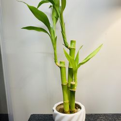BPS Wellness Center - Bamboo